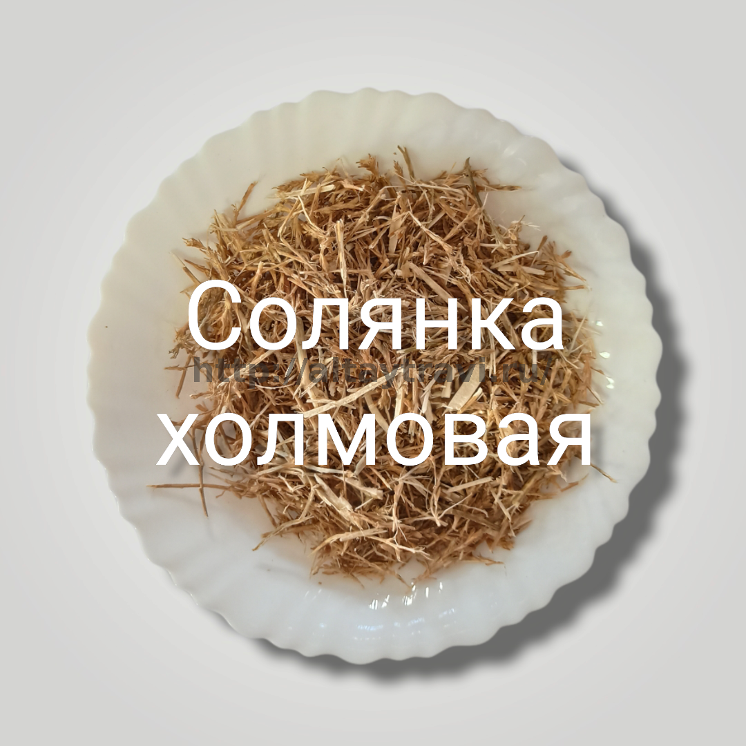 Солянка холмовая - купить по низкой цене в интернет-магазине Травы Алтая
